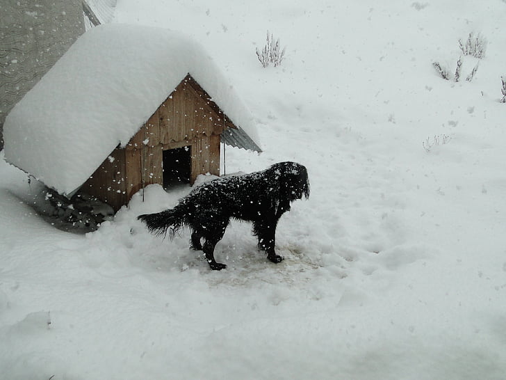 inverno, neve, Patagonia, cane