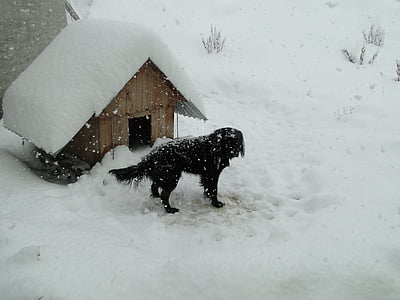 invierno, nieve, Patagonia, perro