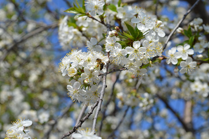 jaro, Bloom, třešeň, Příroda, zahrada, květ