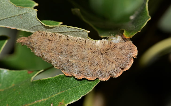 Caterpillar, Puss caterpillar, flannel moth larve, ASP caterpillar, stikkende caterpillar, Sting, farlige