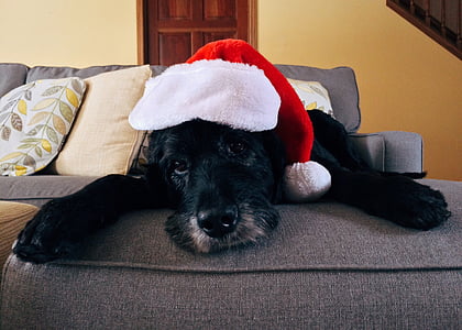 pes, Vánoční, domácí zvíře, Vánoční pes, Xmas, svátek, jedno zvíře