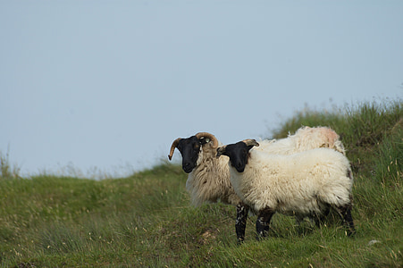 アイルランド, 羊, 風景, 自然, 草, 草原, ファーム