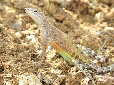 reptile, lézard, coloré, sauvage, désert, Nouveau-Mexique