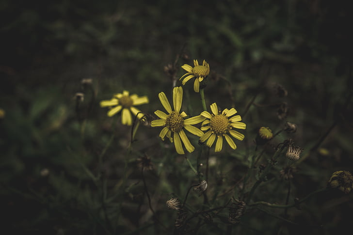 žlutá, sedmikráska, makro, shot, Fotografie, tmavý, květ