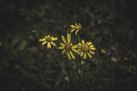 gul, Daisy, makro, skud, fotografering, mørk, blomst