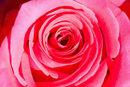 rose, composites, flowers, nature, plant, pastellfarben, pink