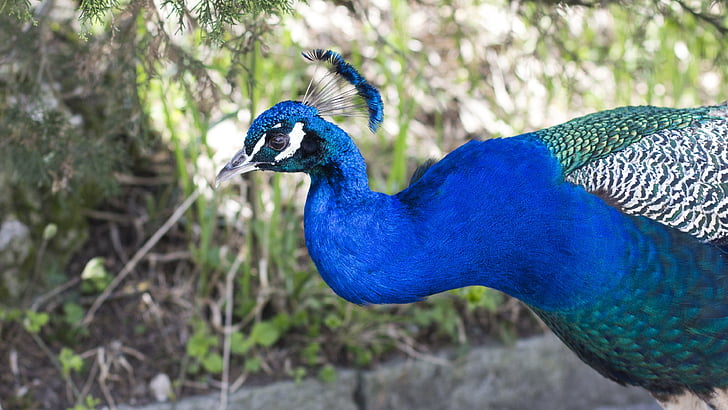 animal, bird, peacock, color, blue