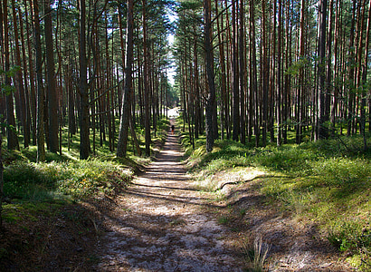 pine forest, trail, sand, trees