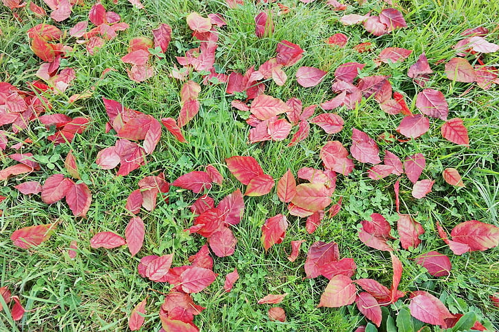 ใบ, หญ้า, สีแดง, สีเขียว, ธรรมชาติ, ฤดูใบไม้ร่วง, ฤดูใบไม้ร่วง