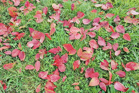 φύλλα, χλόη, κόκκινο, πράσινο, φύση, το φθινόπωρο, πτώση