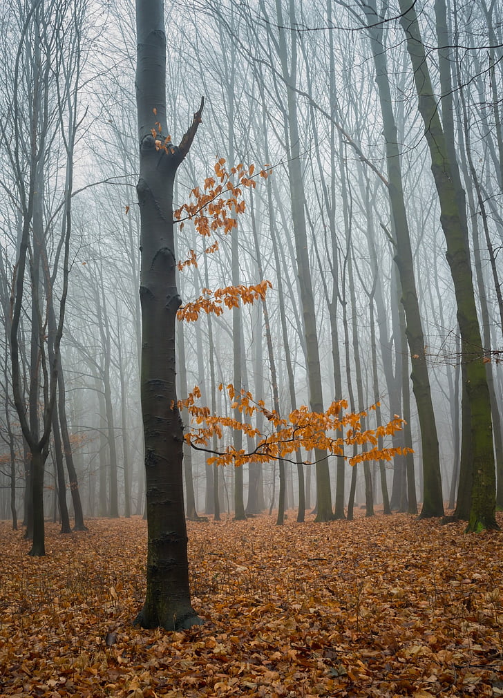 мъгла, гора, природата, дърво, зимни, листа, небе