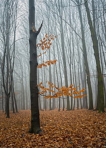 туман, лес, Природа, дерево, Зима, листья, небо