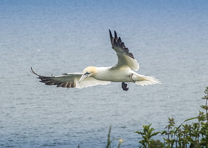 gannet, bird, wildlife, beak, sea, nature, northern