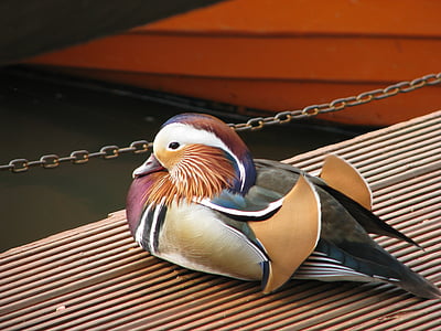 mandarin duck, male, bird, sitting, wildlife, river, colorful
