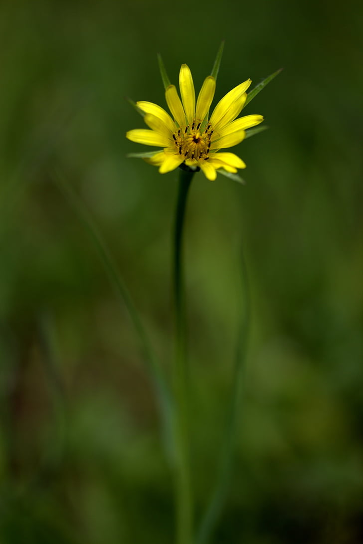 flower, yellow wild, plant, green, plain