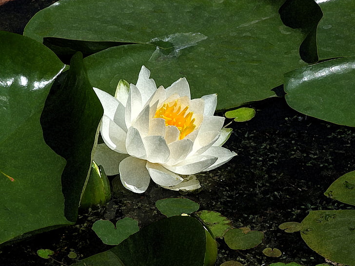 Aquarell, Malerei, Blume, Lotus-Blume, Lotus, Lotusblüte, Seerose