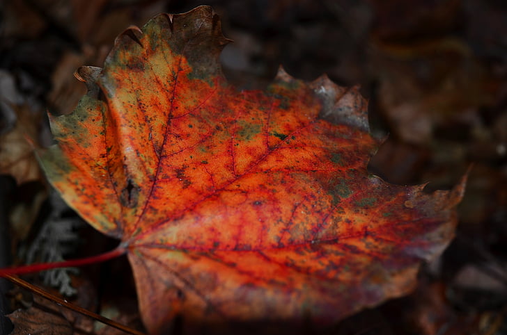 leaf, maple, red, autumn, fall, nature, leaves