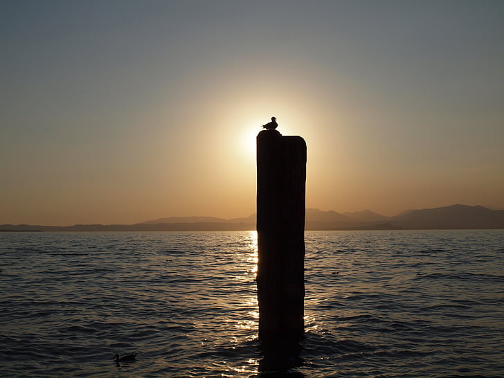 horizon, sun, seagull, sea, croatia, silhouette