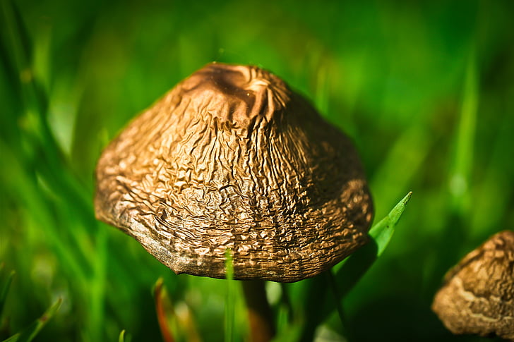 Meadow mushroom, champignon, genre de champignons, organes de fructification, multiplication, brun, Meadow