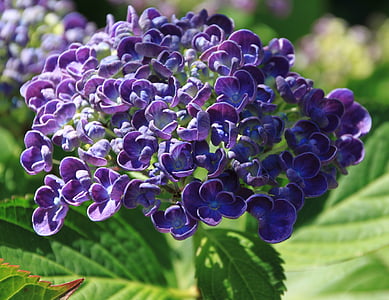 flower, purple, purple flower, plant, nature, close, flower purple