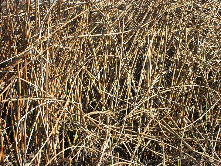 reeds, nature, plants, texture, background, natural, grass