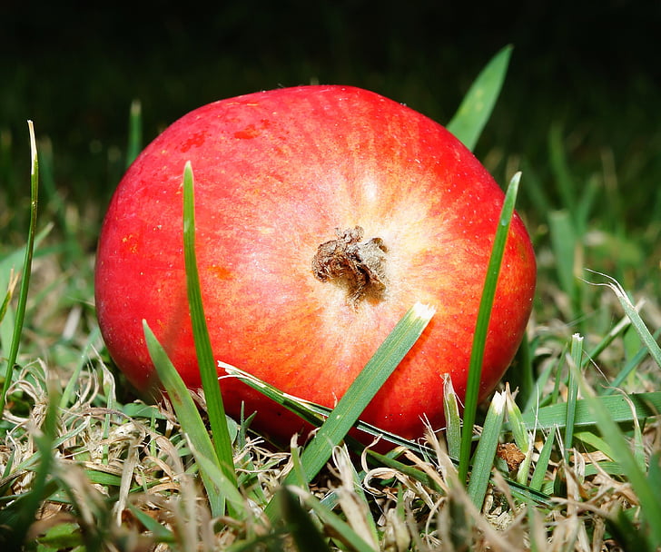 Apple, drag, fructe, delicioase, sănătos, produse alimentare, Frisch