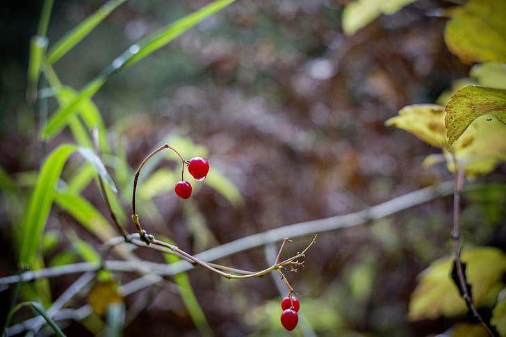 ягоды, Осень, филиал, дерево, листья, красный, Природа