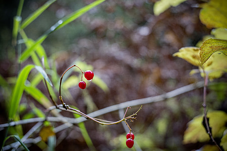 jagode, jeseni, podružnica, drevo, listi, rdeča, narave