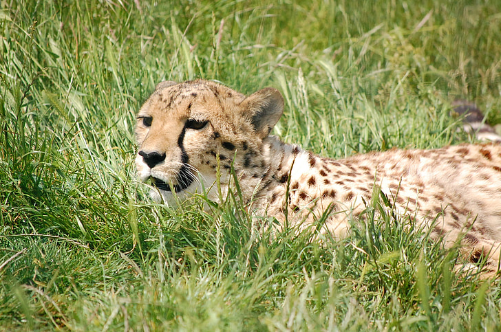 Cheetah, looma, suur kass, Predator