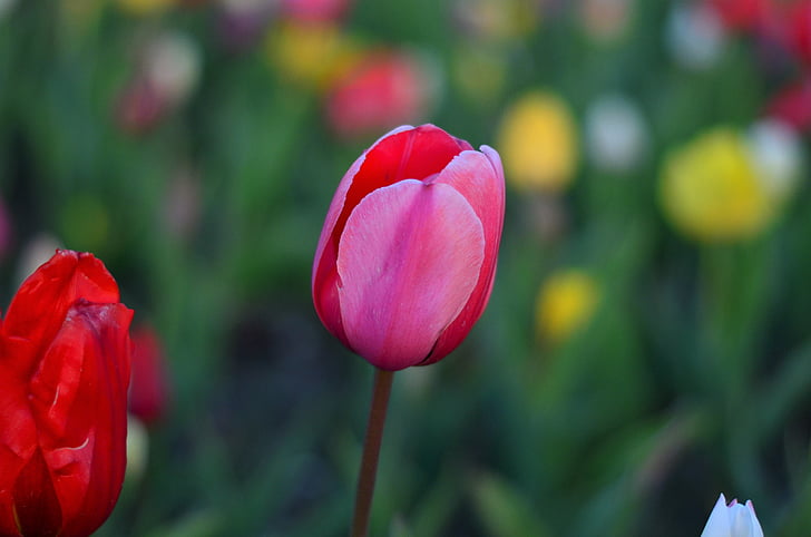 tulips, red, vivid color, nature, turkey, spring, plant