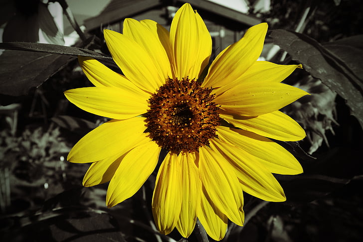 Sonnenblume, Color-key, gelb, Blume, Blüte, Bloom, Makro