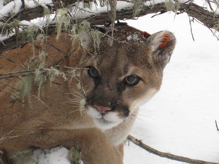Leão da montanha, Puma, Cougar, vida selvagem, natureza, gato grande, predador