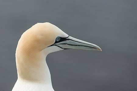 Terej bílý, bílých Morus bassanus, ostrov Helgoland, pták, Příroda, ostrov na moři, portrét
