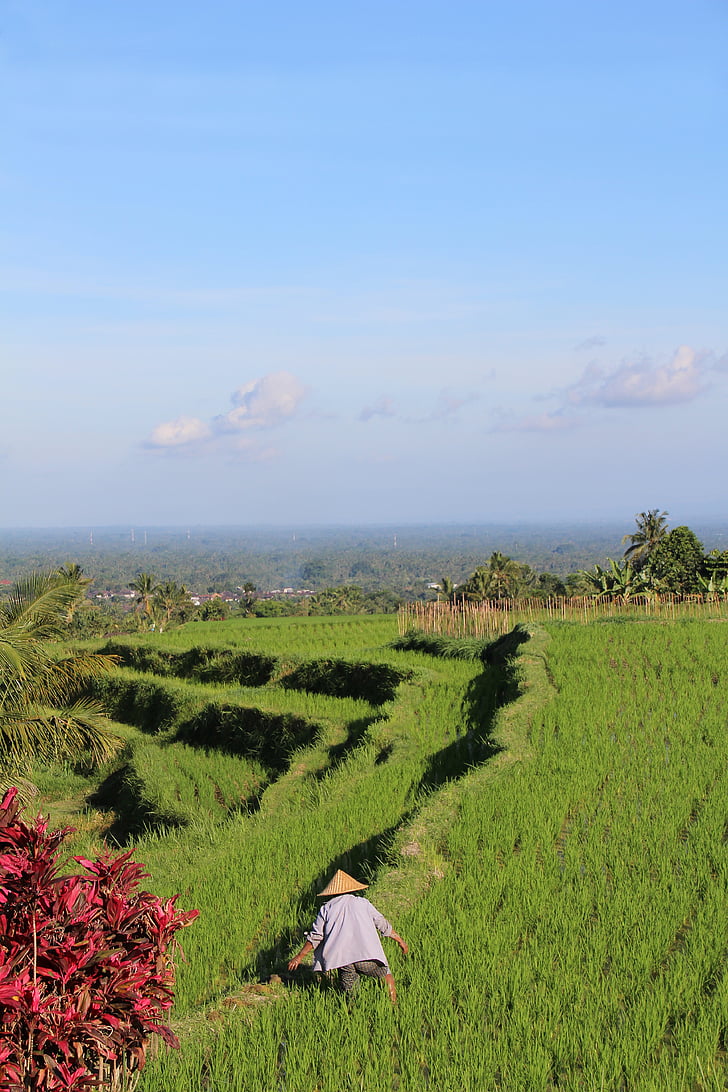 Bali, ryžové polia, Jatiluwih, svetového dedičstva UNESCO, Indonézia, Dovolenka, ryža