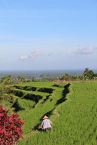 Бали, рисовые поля, Jatiluwih, Всемирного наследия ЮНЕСКО, Индонезия, праздник, Райс