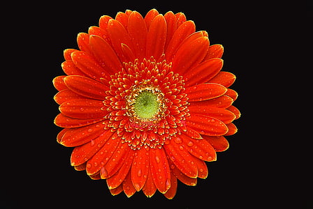 Gerbera, cvet, barva, poletje, ustvarjalni, pomarančni cvet, Gerbera Tratinčica