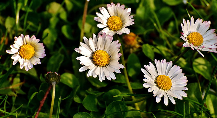 Daisy, lúka, jar, kvety