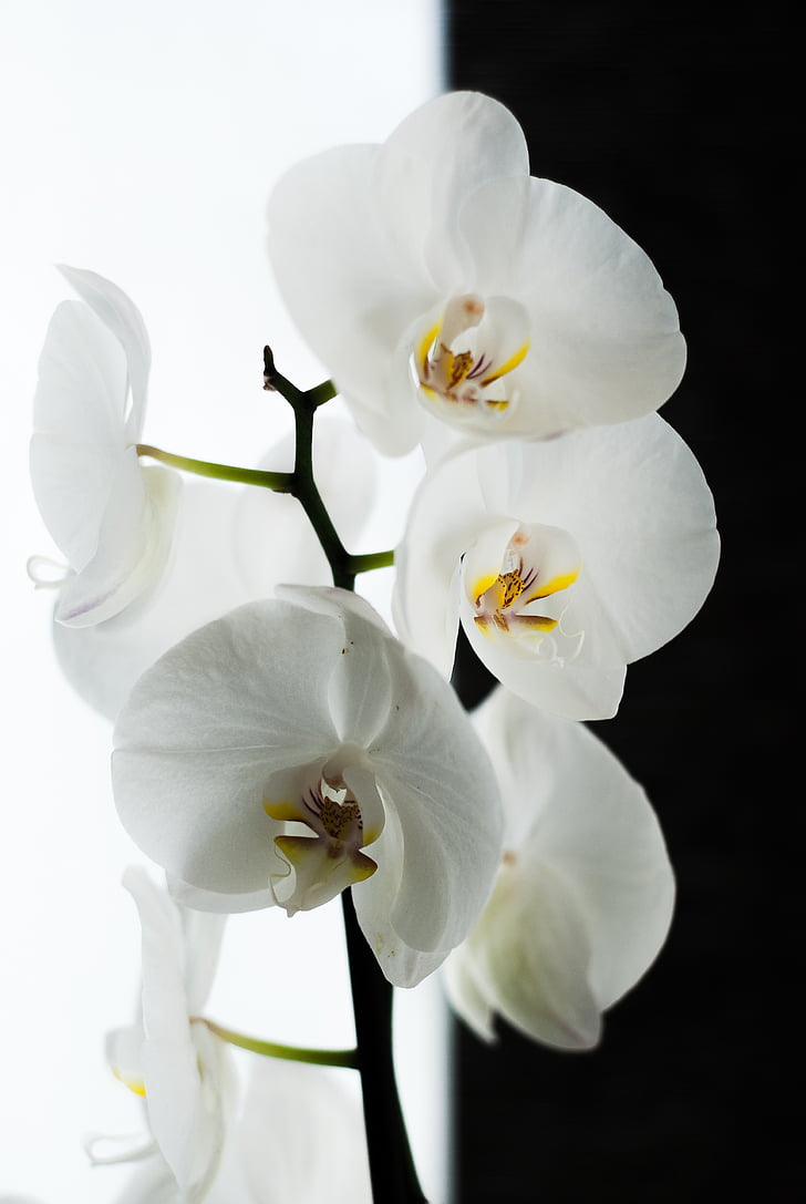 orchid, black, white, flower, nature, plant, petal
