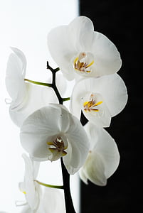 Orhideja, melna, balta, puķe, daba, augu, ziedlapas