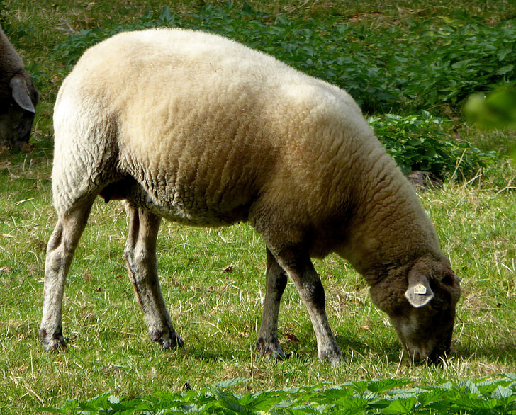 ovce, pást, vlna, hospodářská zvířata, zemědělství