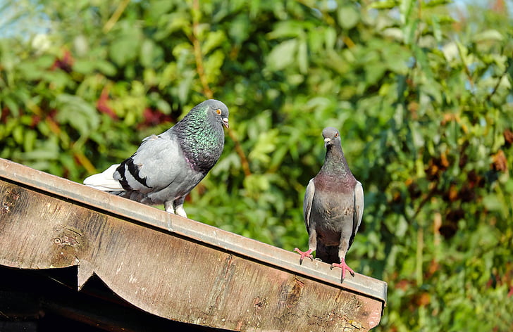 pigeons, oiseau, animal, paire, pigeon de ville, toit, nature