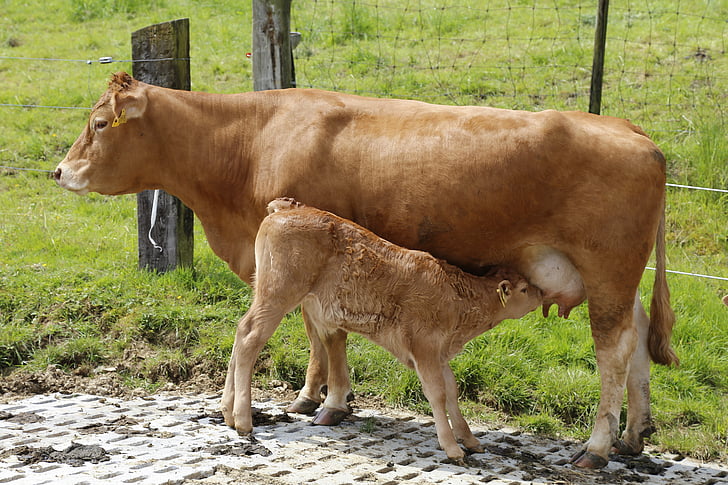 veau, vache, allaitante, viande bovine, téter, Limousin, races de viande
