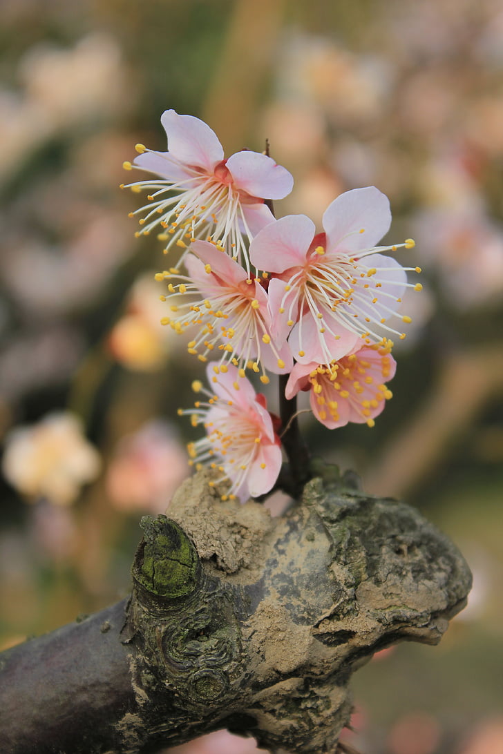 Plum blossom, primavara, germinare, genial, în plină floare, alb, roz