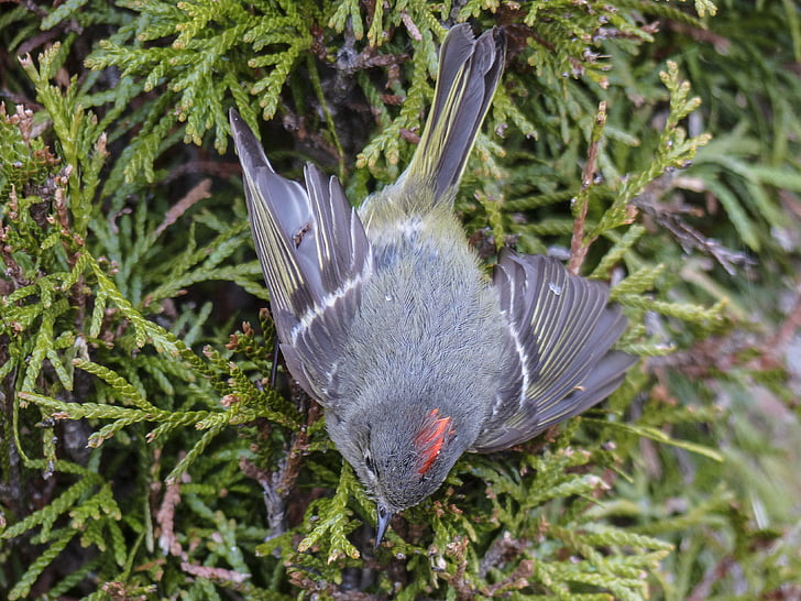 Chipping sparrow, Mus, spizella passerina, vogel, vederwild, natuur, Close-up