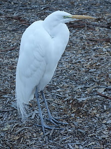 egret, bird, animal, heron, beak, birdwatching, feather