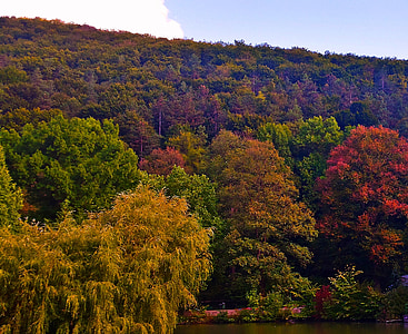 jesen, priroda, šarene, lišće, stabla, Crveni, narančasta