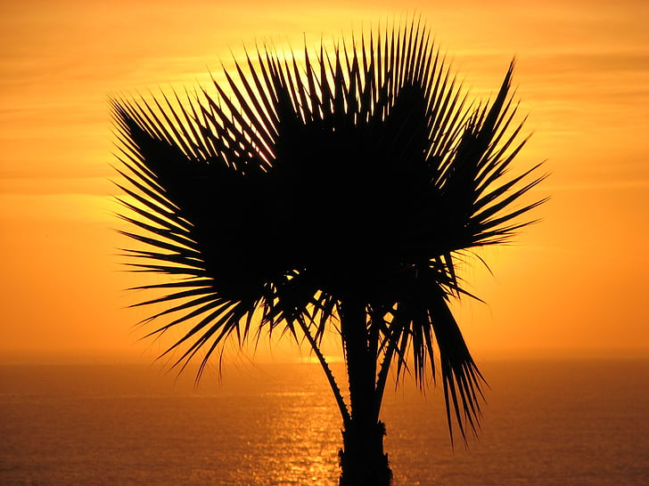 Palme, solnedgang palmetre, havet solnedgang