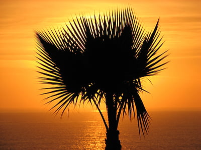 ヤシの木, 夕暮れのヤシの木, 太平洋に沈む夕日