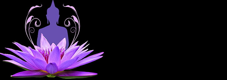 water lily, pink, purple, wellness, meditation, nature, aquatic plant