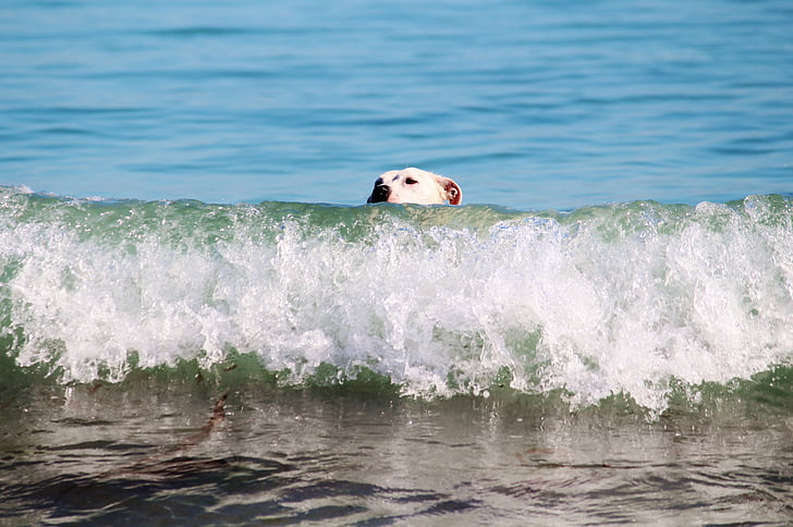 犬, 犬の頭, 水, 海, 波, 海, ビーチ